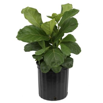 Costa Farms 2 ft. Potted Fiddle Leaf Fig House Plant in 10 in. Grower Pot, 1 pc.