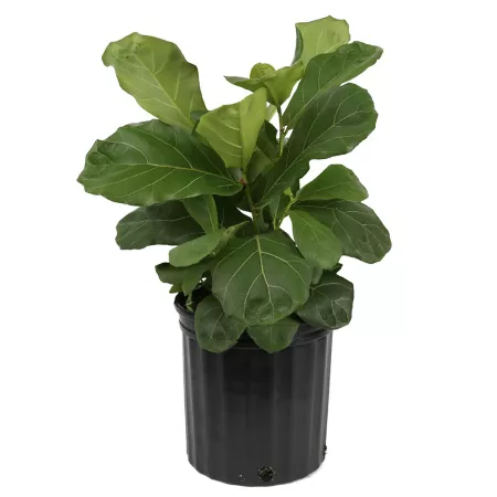 Costa Farms 2' Fiddle Leaf Fig Potted Houseplant in 10" Grow Pot 1 Count. Succulents & House Plants