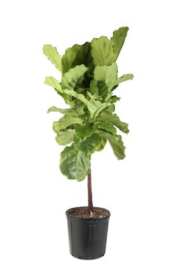 Costa Farms 36-48 in. Potted Fiddle Leaf Fig House Plant in 10 in. Pot, 1 pc.