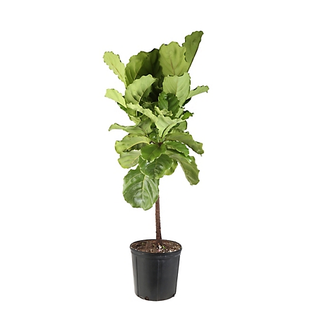 Costa Farms Fiddle Leaf Fig House Plant in 10-in Pot
