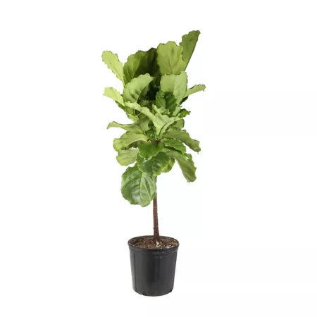 Costa Farms 36-48" Fiddle Leaf Fig Potted Houseplant in 10" Pot 1 Count Succulents & House Plants