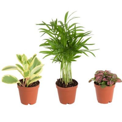 Costa Farms 8 in. Assorted Mini Foliage Plants in 4 in. Grower Pot, 3 pc.