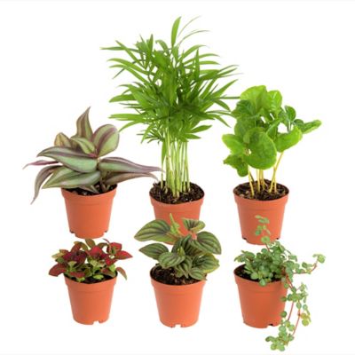 Costa Farms Assorted Mini Foliage in Grower Pot 2 inches in 6 pack