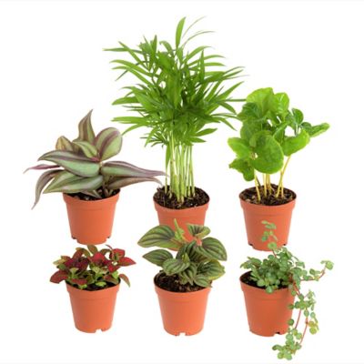 Costa Farms 10 in. Potted Assorted Mini Foliage Plants in 4 in. Grower Pot, 6 pc.