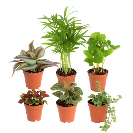 Costa Farms 10" Potted Mini Foliage Plants Assorted in 4" Grow Pot 6 Count Succulents & House Plants