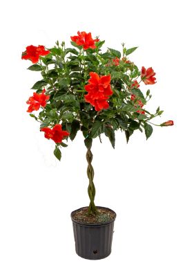 Costa Farms 10 in. Braided Hibiscus Tree in Pot, Grower's Choice Color