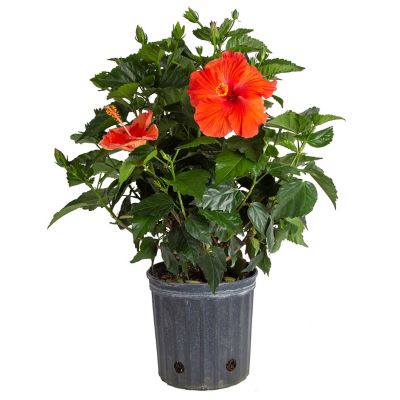 Costa Farms 10 in. Hibiscus Bush