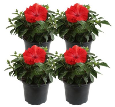 Costa Farms 14 in. Hibiscus Plants in 2.5 qt. Pot, 4 pc.