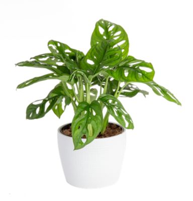 Costa Farms Monstera Little Swiss Plant House Plant in 6-in Planter