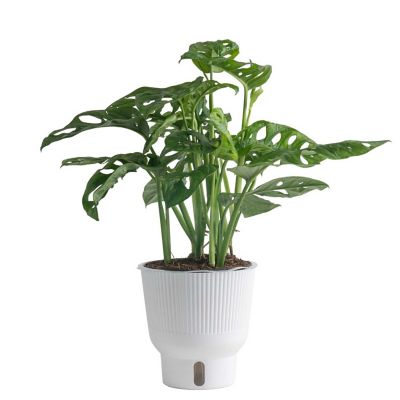 Costa Farms 15 in. Potted Little Swiss Monstera House Plant in 6 in. Planter