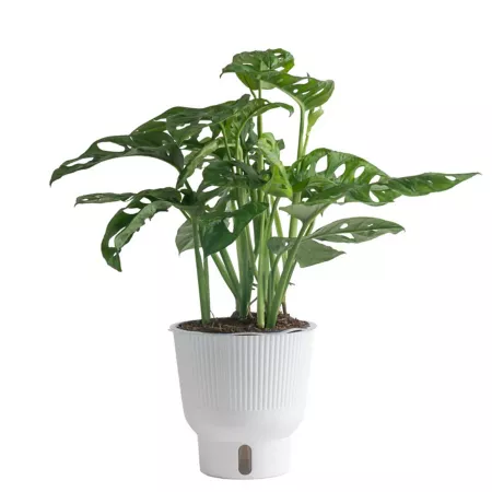 Costa Farms Little Swiss Monstera Houseplant in 15" Pot in 6" Planter Succulents & House Plants