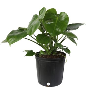 Costa Farms Monstera House Plant in 9.25-in Pot