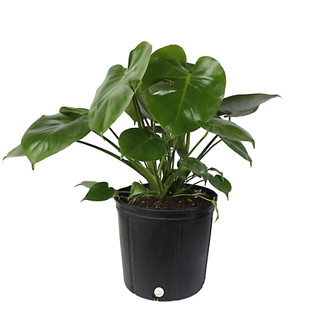 Costa Farms 9.25 in. Monstera Houseplant in Grower Pot, 1 pc.