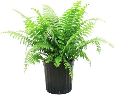 Costa Farms Macho Fern in 10 in. pot