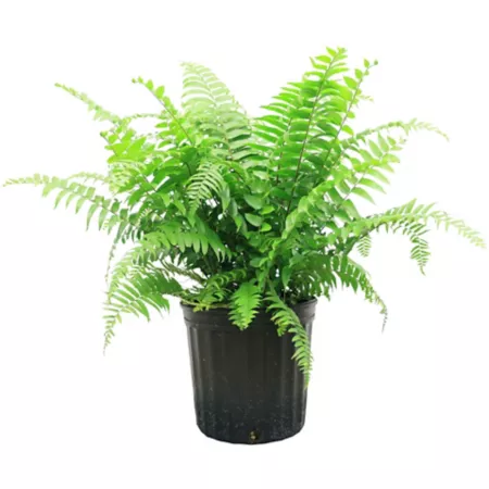 Costa Farms Macho Fern Plant in 10" Pot 1 Count Succulents & House Plants