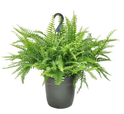 Costa Farms Boston Fern House Plant in 10-in Pot The order was delivered in a  timely fashion, incredibly well packaged, and the plants were in great shape