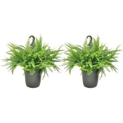 Costa Farms 2-Pack Boston Fern in 10-in Hanging Basket