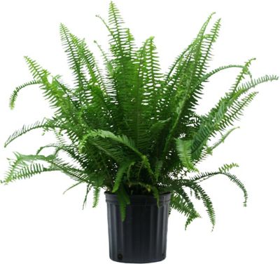 Costa Farms 10 in. Kimberly Queen Fern Houseplant in Pot, 1 pc.