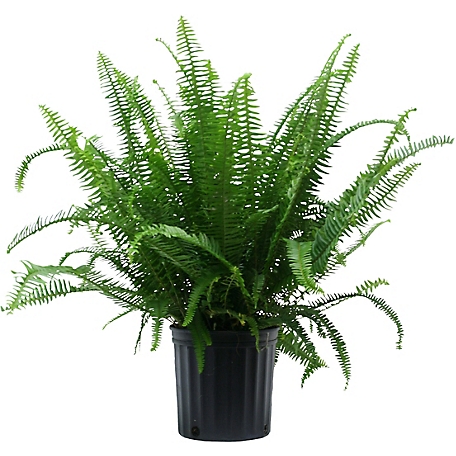 Costa Farms Kimberly Queen Fern House Plant in 10-in Pot
