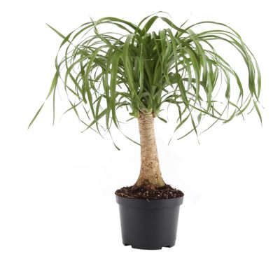 Costa Farms 15 in. Potted Ponytail Palm House Plant in 6 in. Grower Pot, 1 pc.