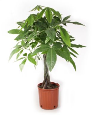 Costa Farms Money Tree House Plant in 10-in Pot