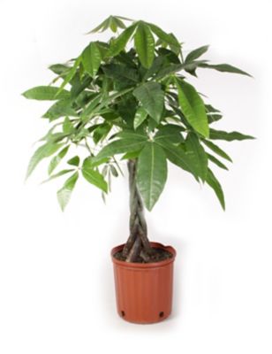 Costa Farms 10 in. Money Tree Houseplant in Grower Pot, 1 pc.