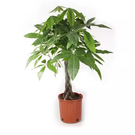 Costa Farms 10" Potted Money Tree Plant in Grow Pot 1 Count Succulents & House Plants