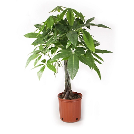 Costa Farms Money Tree House Plant in 10-in Pot