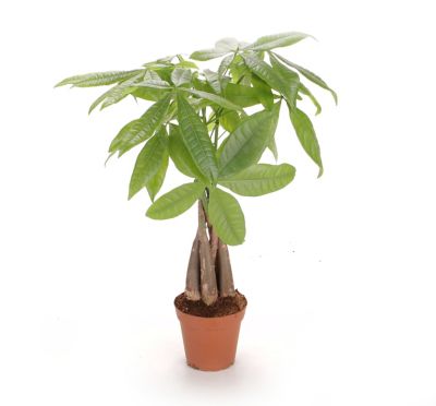 Costa Farms Live Indoor 16in. Tall Green Money Tree in 5in. Grower Pot