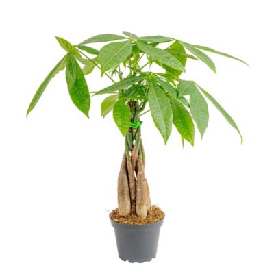 Costa Farms Live Indoor 16in. Tall Green Money Tree in 5in. Grower Pot