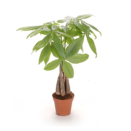 Costa Farms 16 in. Green Money Tree Live Indoor Plant in 5 in. Grower Pot, 1 pc.