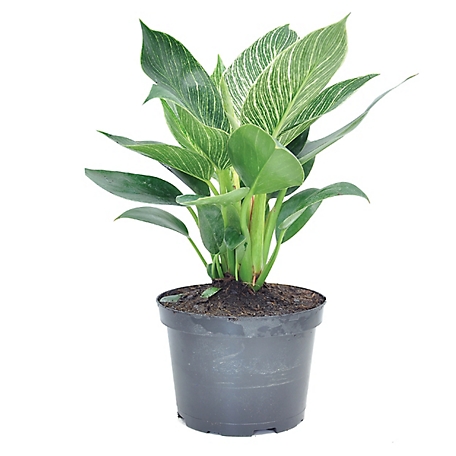 Costa Farms Philodendron Birkin in 6 inches Growers Pot