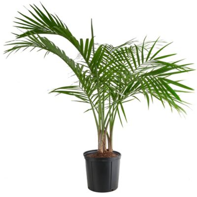 Costa Farms Majesty Palm House Plant in 10-in Pot