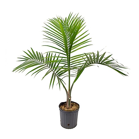 Costa Farms Majesty Palm House Plant in 10-in Pot
