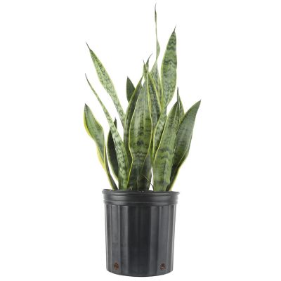 Costa Farms 22-26 in. Potted Live Sansevieria Laurentii Snake Plant in 10 in. Grower Pot