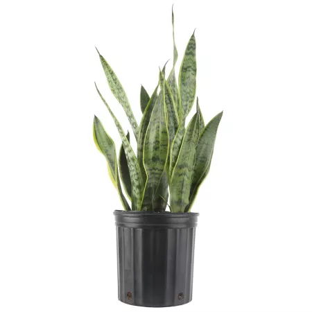 Costa Farms Live 22-26" Potted Sansevieria Laurentii Snake Plant in 10" Grow Pot Succulents & House Plants