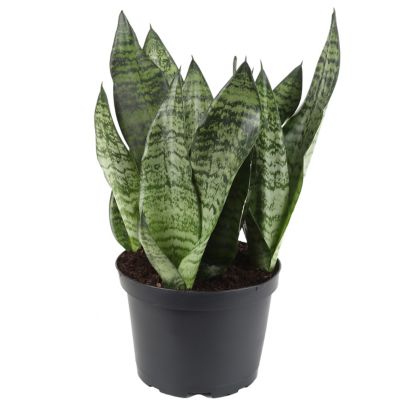 Costa Farms Snake Plant House Plant in 6-in Pot