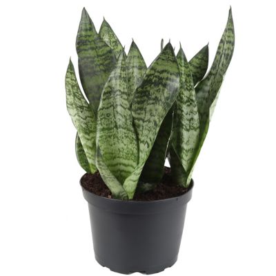 Costa Farms Potted Snake Plant in 6 in. Pot