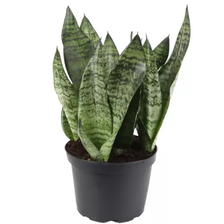 Costa Farms Potted Snake Plant in 6" Pot Succulents & House Plants