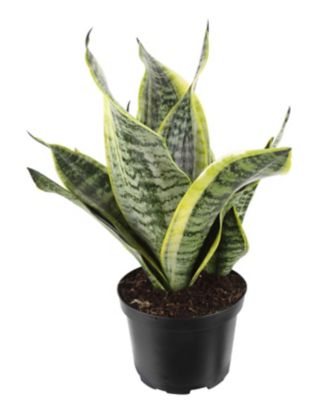 Costa Farms 23 in. Sansevieria Laurentii Plant in 6 in. Grower Pot