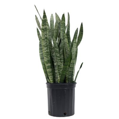 Costa Farms 22-26 in. Potted Live Sansevieria Zeylenica Snake Plant in 10 in. Grower Pot