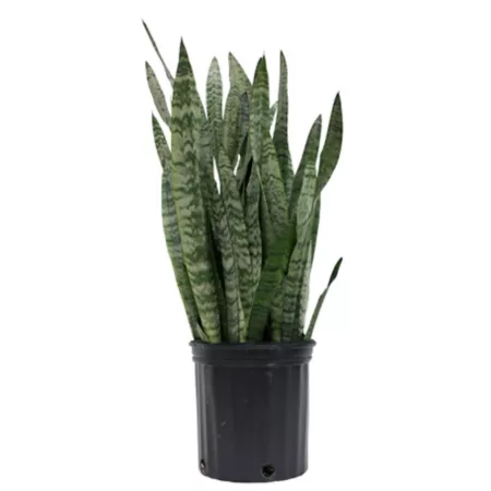 Costa Farms Live Sansevieria Zeylenica Snake Plant in 22" - 26" Pot in 10" Grow Pot Succulents & House Plants