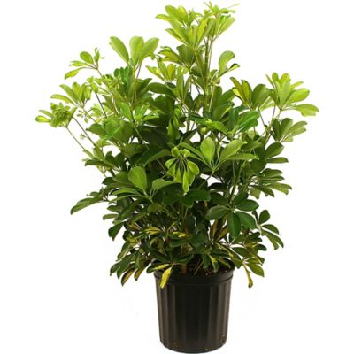 Costa Farms 30 in. Schefflera Capella Houseplant in 10 in. Pot, 1 pc.