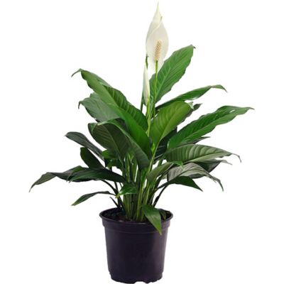 Costa Farms 6 in. Potted White Peace Lily House Plant