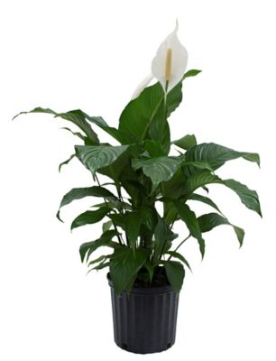 Costa Farms White Peace Lily House Plant in 10 in. Pot