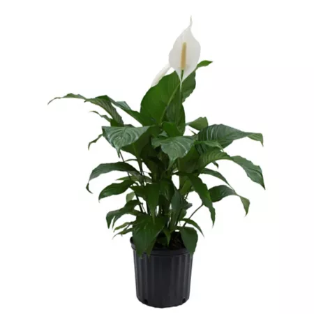 Costa Farms White Peace Lily 10" Potted Houseplant Fruit Trees & Plants