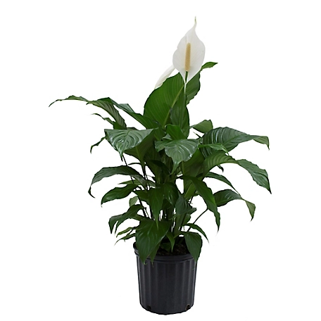 Costa Farms White Peace Lily House Plant in 10 in. Pot