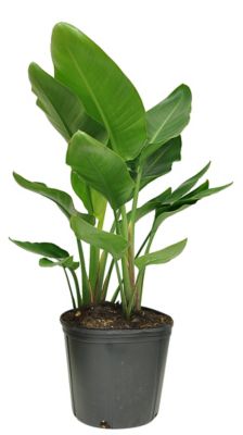 Costa Farms White Bird Of Paradise House Plant in 10 in. Pot