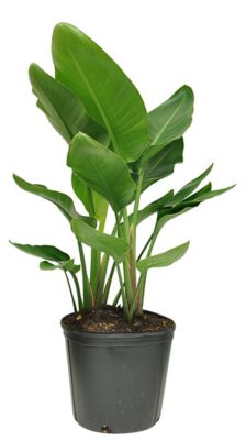 Costa Farms 24 in. Potted White Bird of Paradise House Plant in 10 in. Pot, 1 pc.