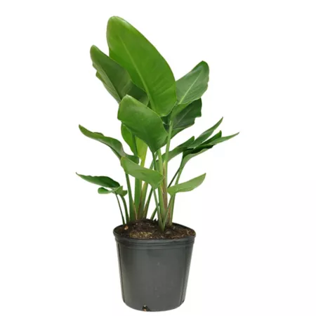 Costa Farms 24" White Bird of Paradise Potted Houseplant in 10" Pot 1 Count Succulents & House Plants